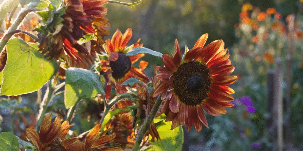 Helianthus annuus 'Autumn Beauty'