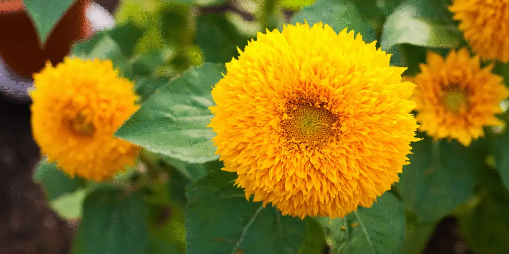 Helianthus annuus 'Teddy Bear'