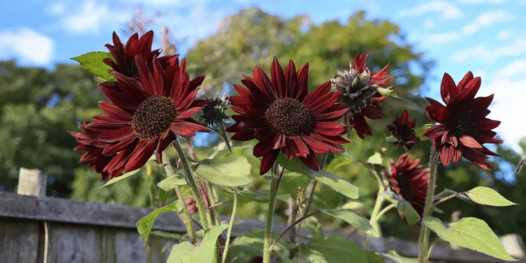 Helianthus annuus 'Velvet Queen'