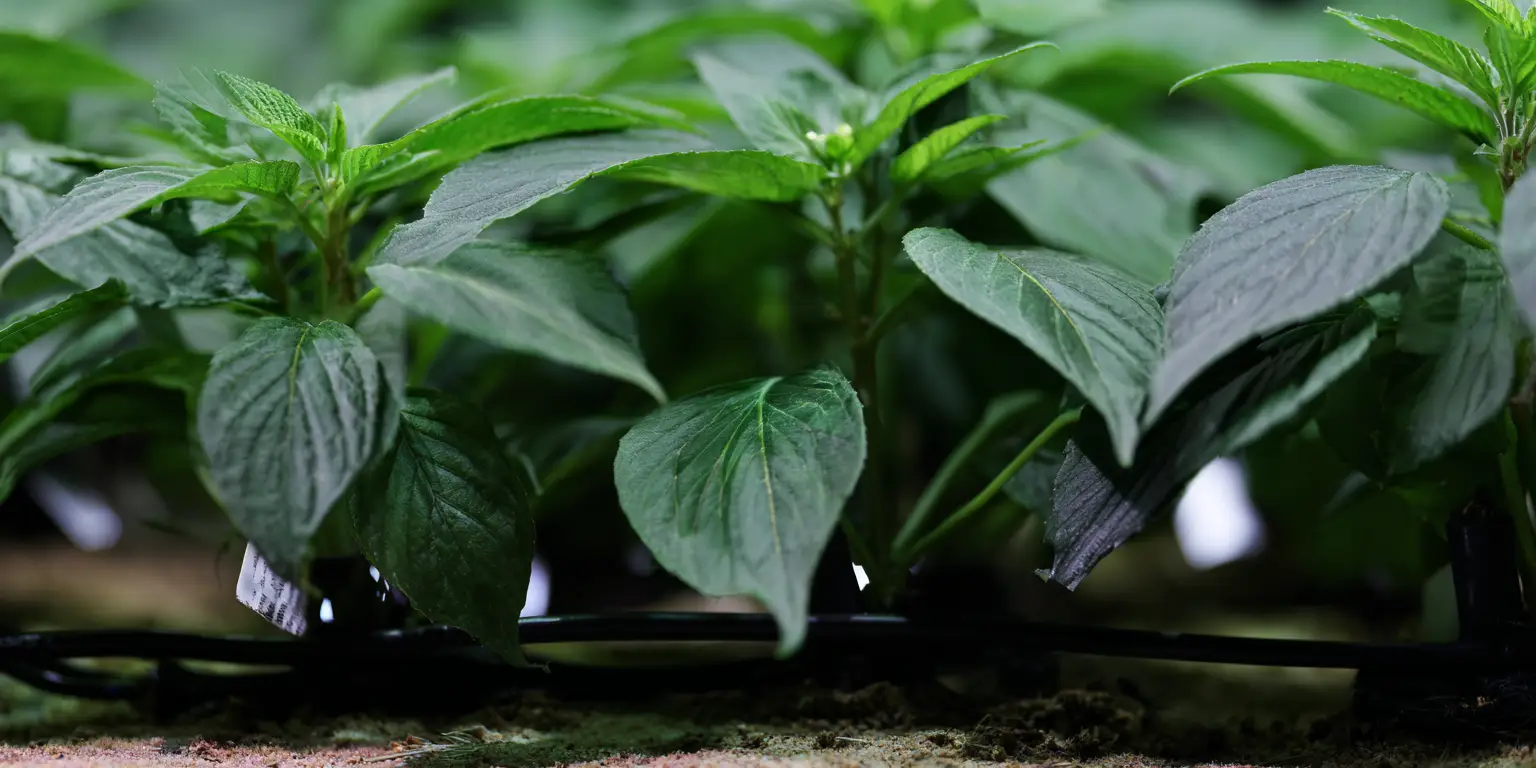 Impatiens