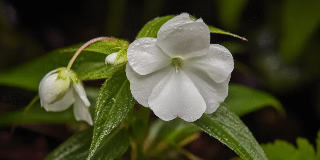 Impatiens walleriana