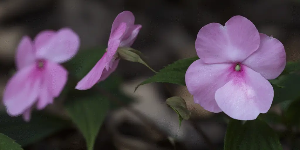 Impatiens walleriana 'Accent'