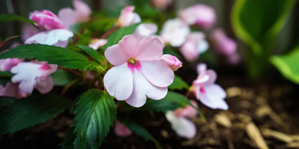 Impatiens walleriana 'Super Elfin'
