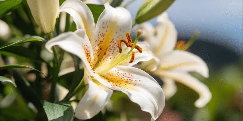 Japanese Lily (Lilium speciosum) quick facts and care