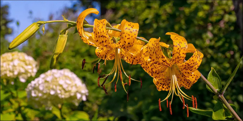 Lilium lancifolium