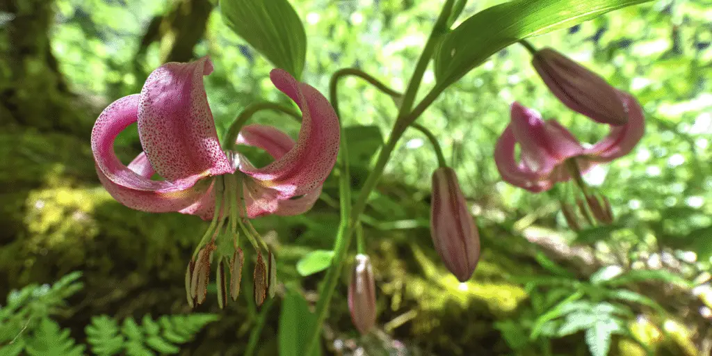 Lilium martagon