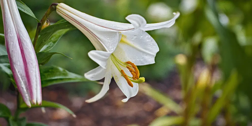 Japanese Lily (Lilium speciosum) quick facts and care