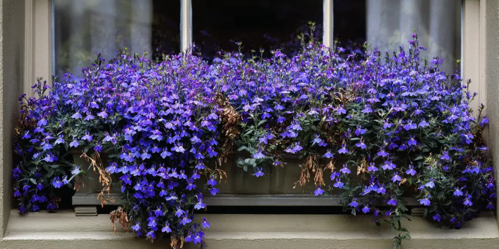 Lobelia erinus Crystal Palace