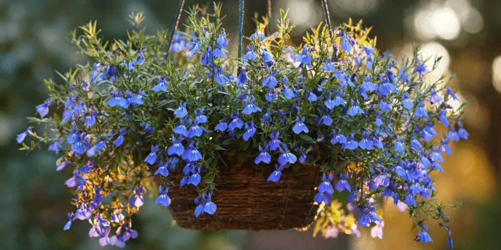 Lobelia erinus Riviera Blue