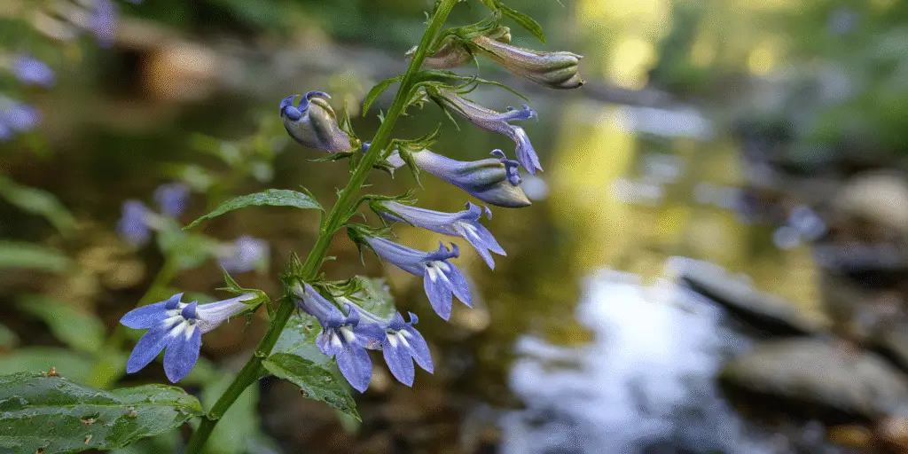 Lobelia siphilitica