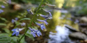 Lobelia siphilitica