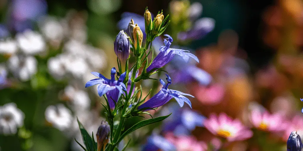 Lobelia × gerardii Vedrariensis