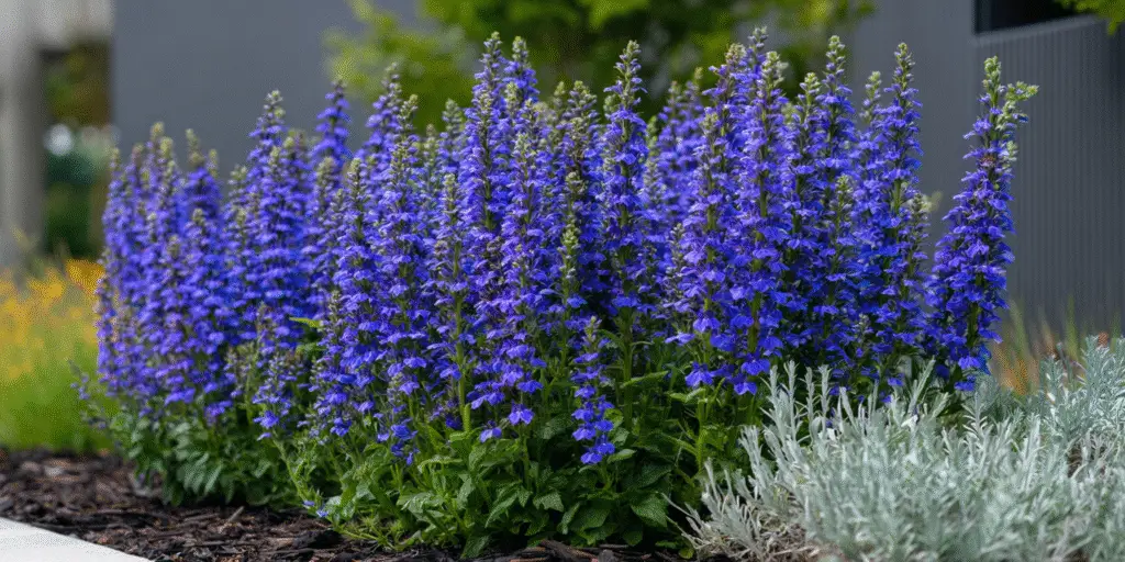 Lobelia × speciosa Starship Blue