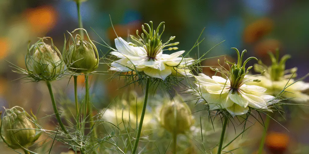 Love-in-a-Mist Nigella orientalis
