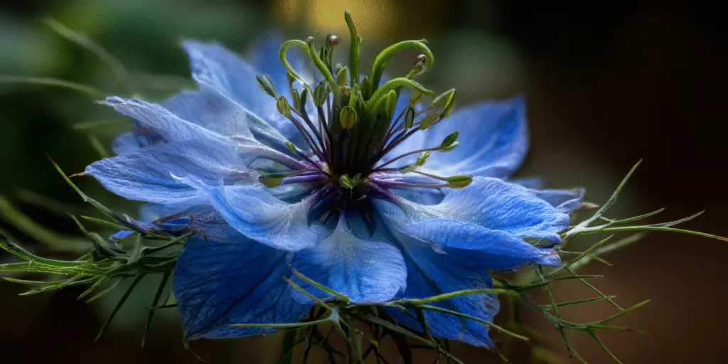 Love-in-a-Mist Nigella papillosa