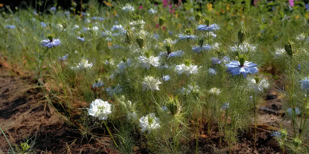 Love-in-a-Mist Nigella sativa