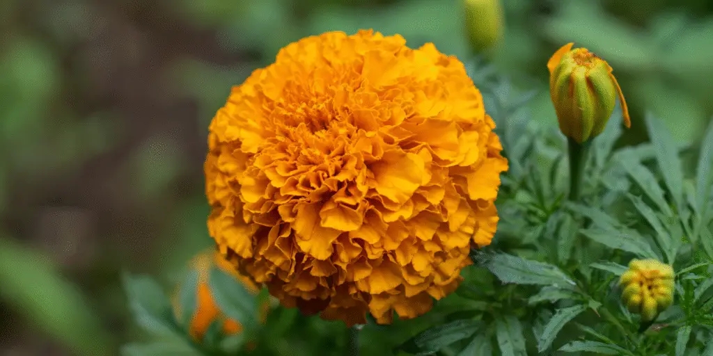 Marigold Tagetes erecta