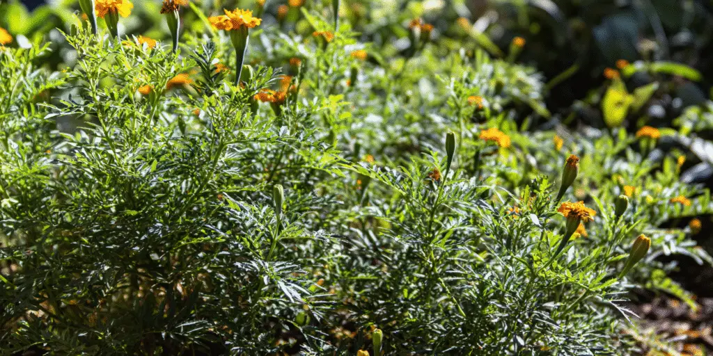 Marigold Tagetes lemmonii