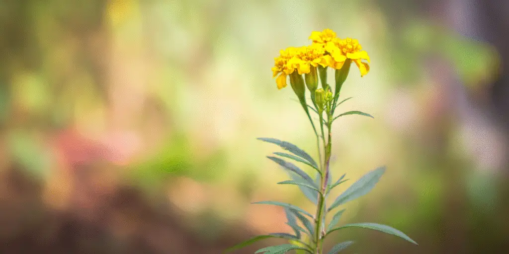 Marigold Tagetes lucida