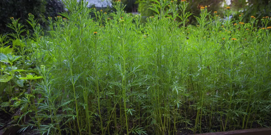 Marigold Tagetes minuta