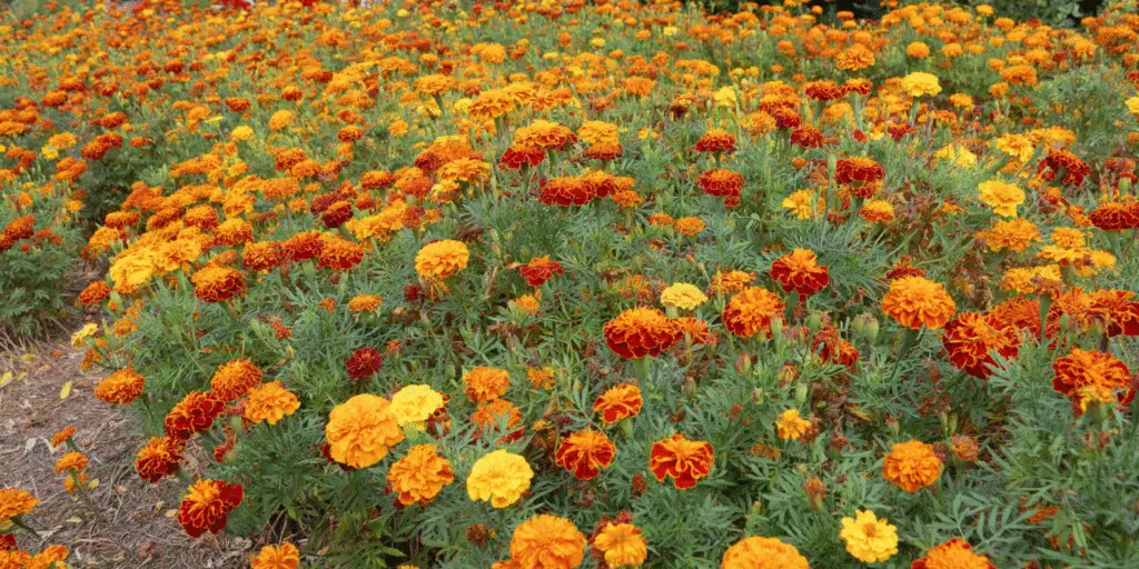 Marigold Tagetes patula