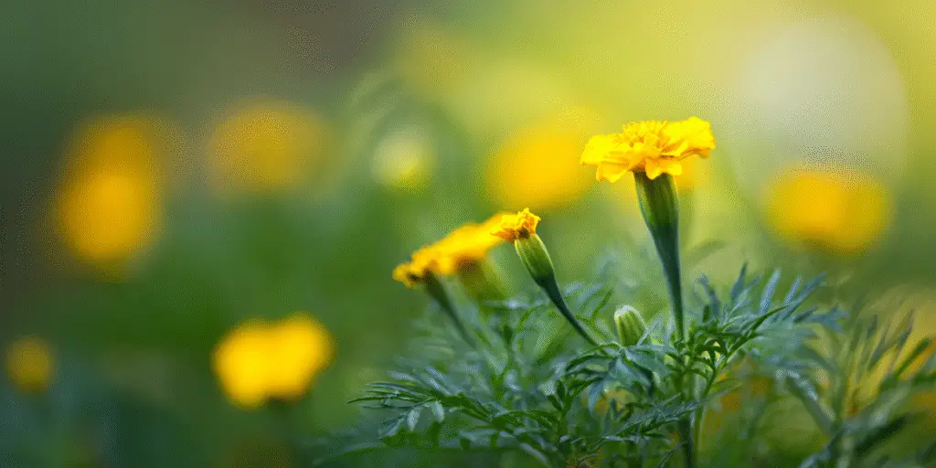 Marigold Tagetes tenuifolia