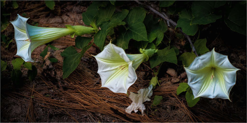 Moonflower (Datura wrightii)
