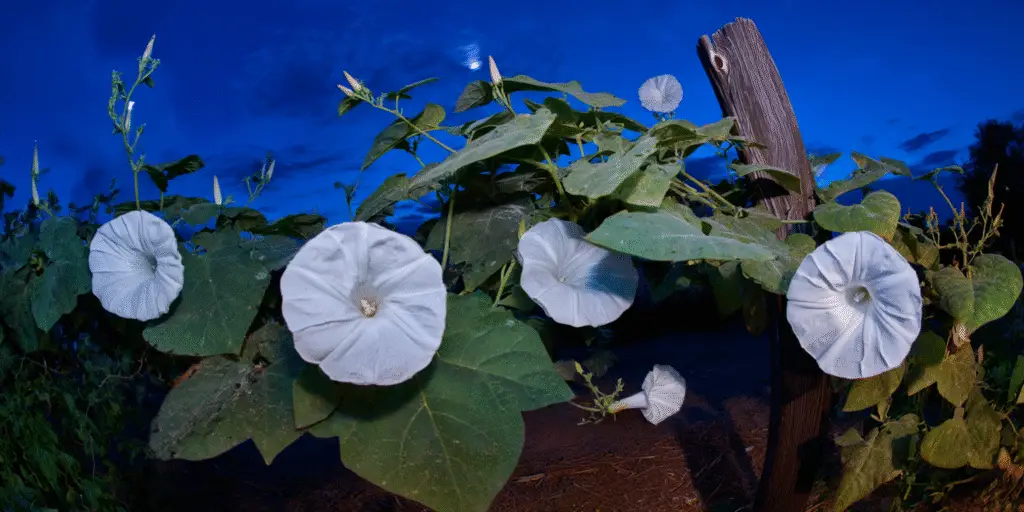 Moonflower (Ipomoea alba)