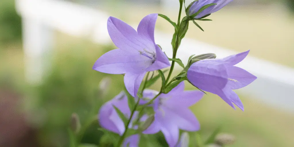Peach leaved Bellflower