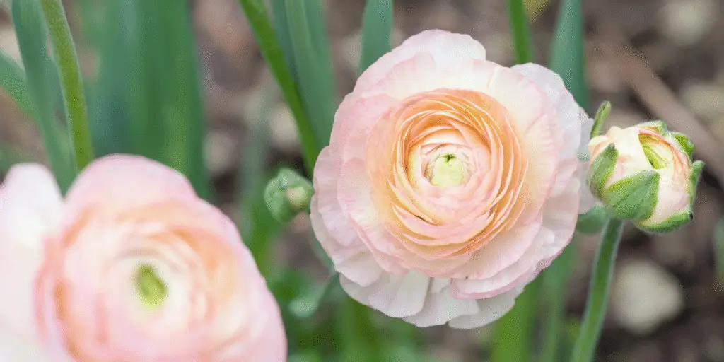 Ranunculus asiaticus ‘Amandine’