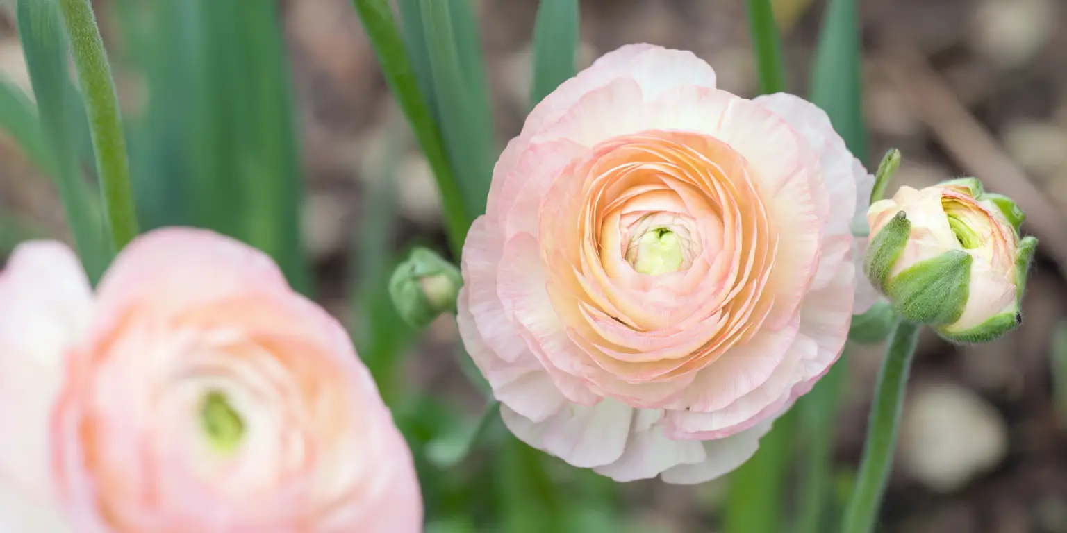 Ranunculus asiaticus ‘Amandine’