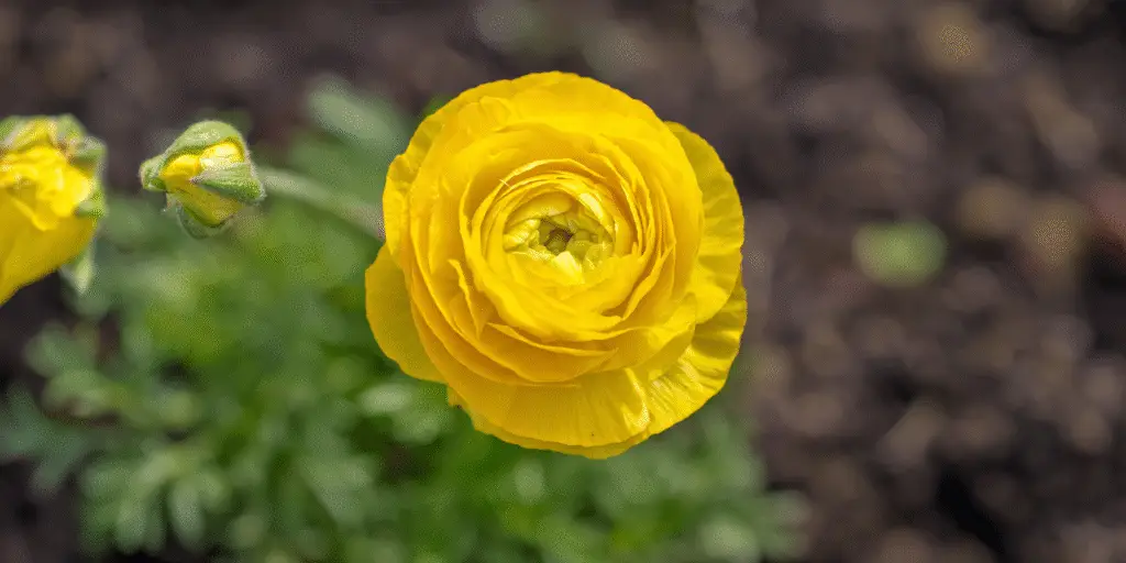 Ranunculus asiaticus ‘Aviv’