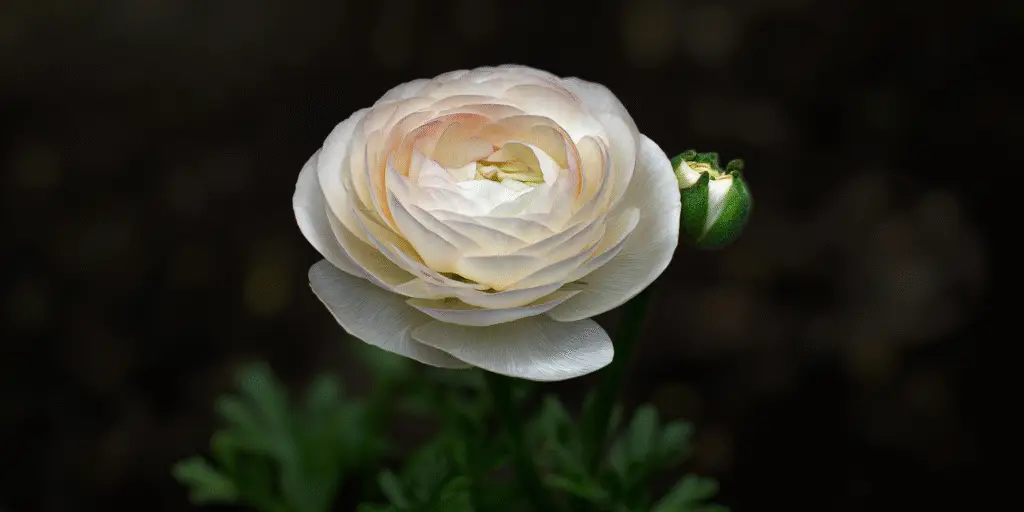 Ranunculus asiaticus ‘Cloni Success’