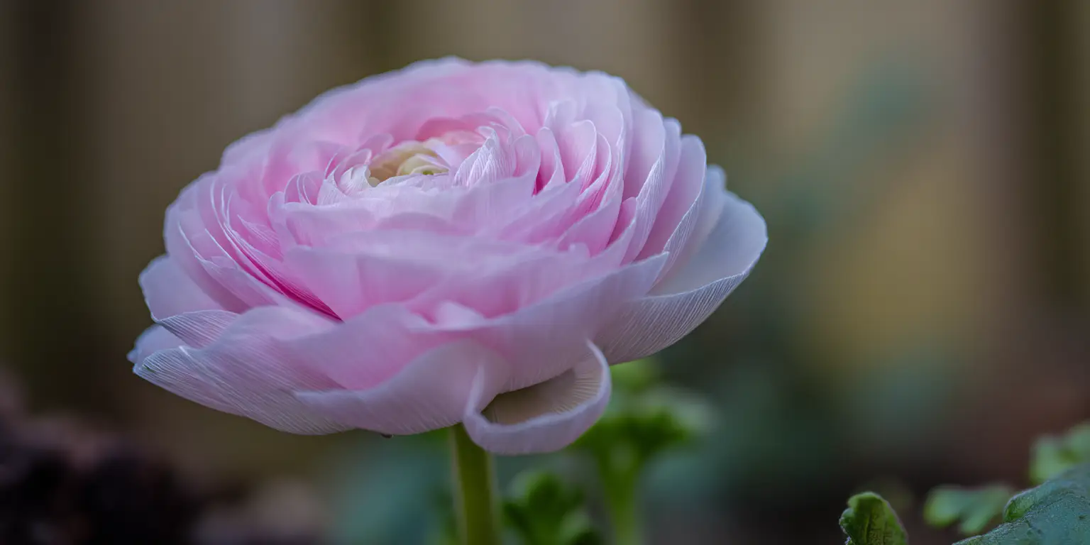 Ranunculus asiaticus ‘Elegance’