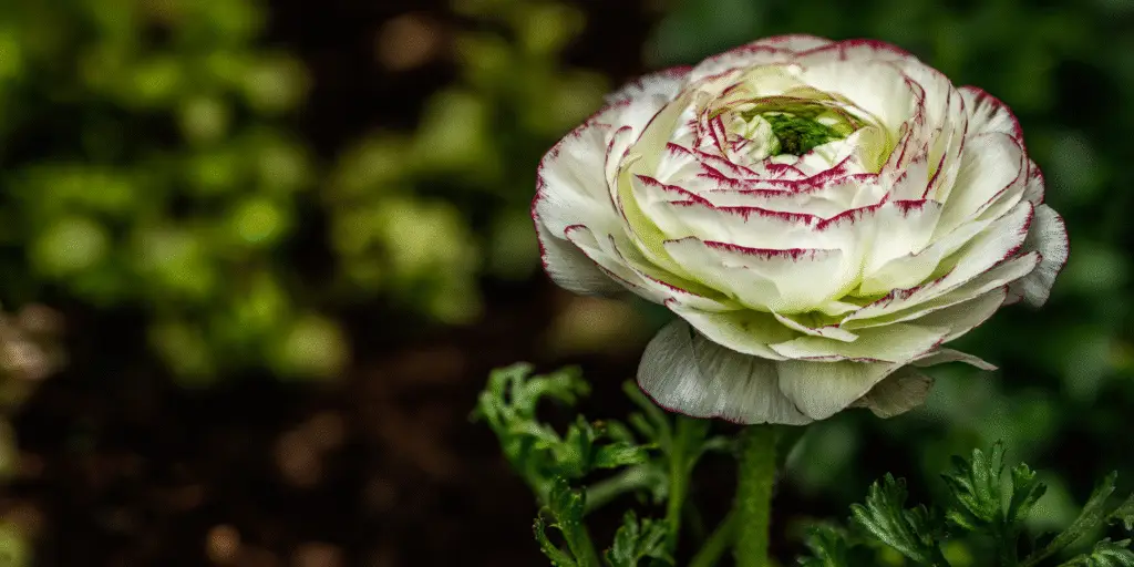 Ranunculus asiaticus ‘La Belle’