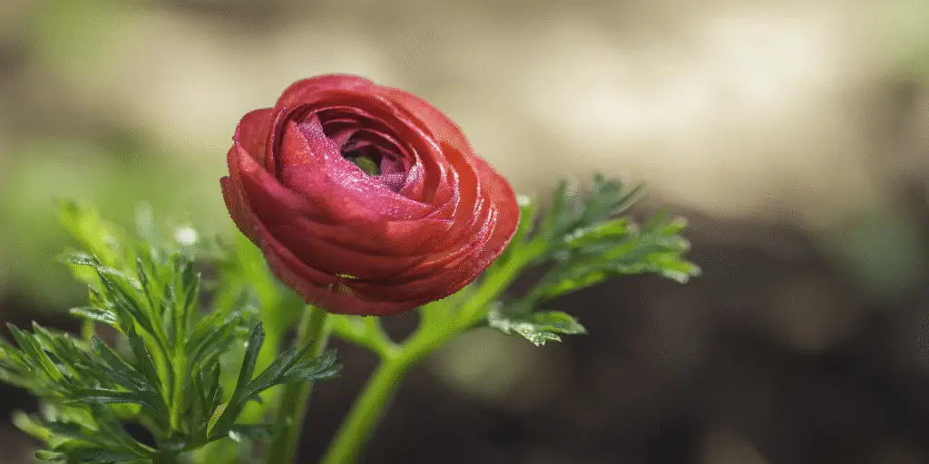 Ranunculus asiaticus ‘Tecolote’