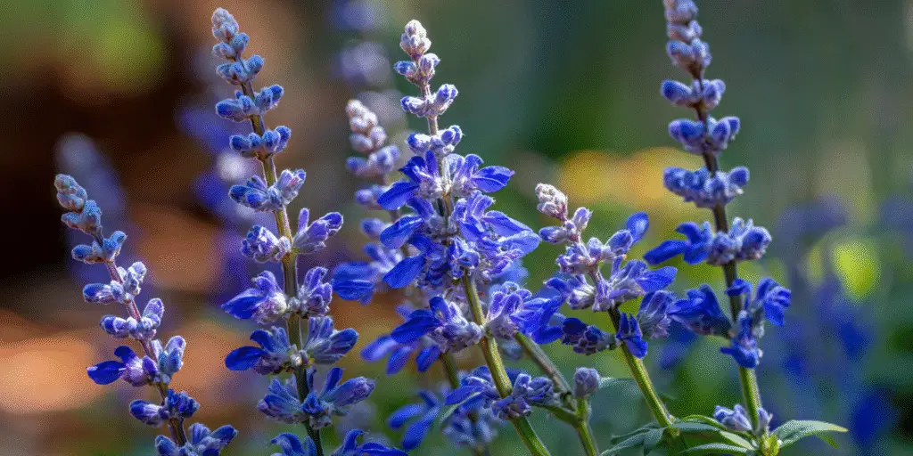 Salvia farinacea ‘Henry Duelberg’