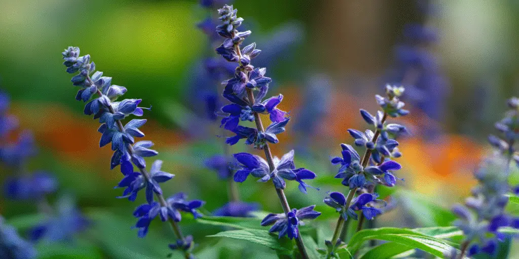Salvia farinacea ‘Victoria Blue’