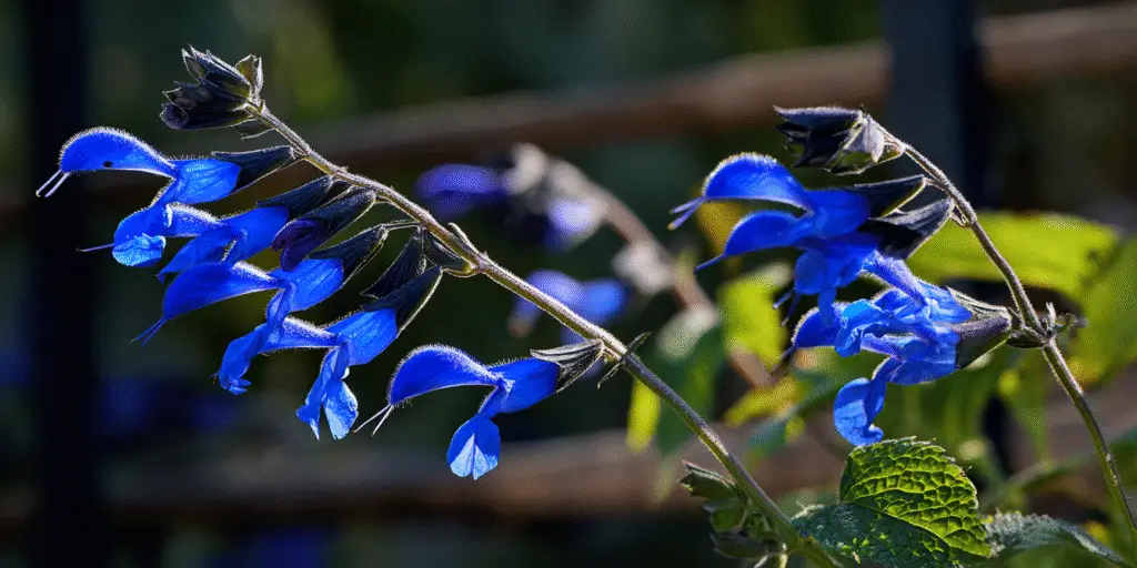 Salvia guaranitica ‘Black and Blue’