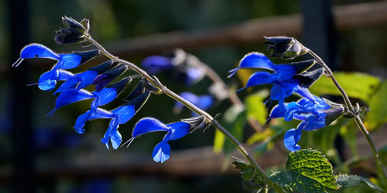 Salvia guaranitica ‘Black and Blue’