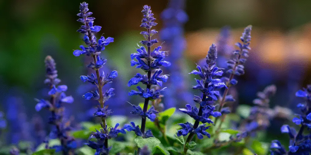 Salvia ‘Mystic Spires Blue’