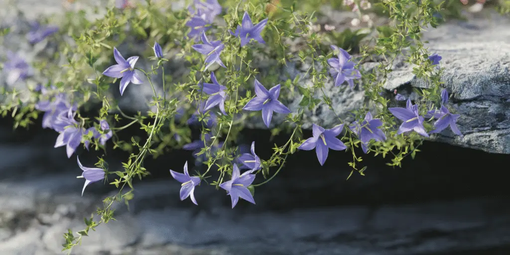Serbian Bellflower