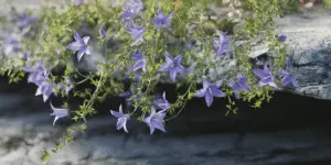 Serbian Bellflower