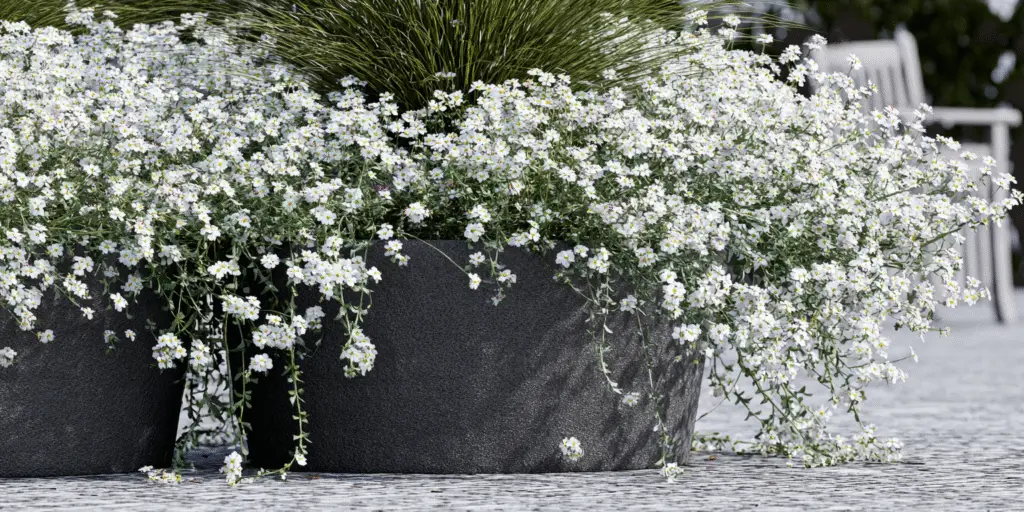 Sweet Alyssum (Lobularia hybrid) ‘Snow Princess’