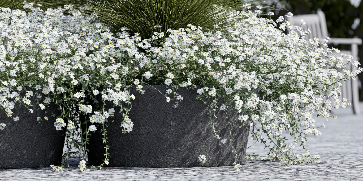 Sweet Alyssum (Lobularia hybrid) ‘Snow Princess’