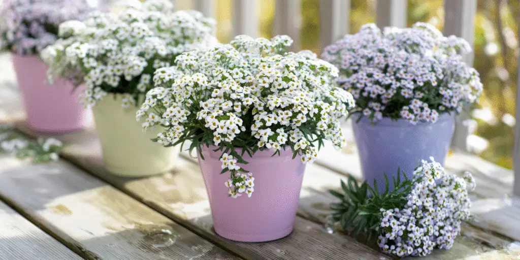 Sweet Alyssum (Lobularia maritima) ‘Easter Bonnet’
