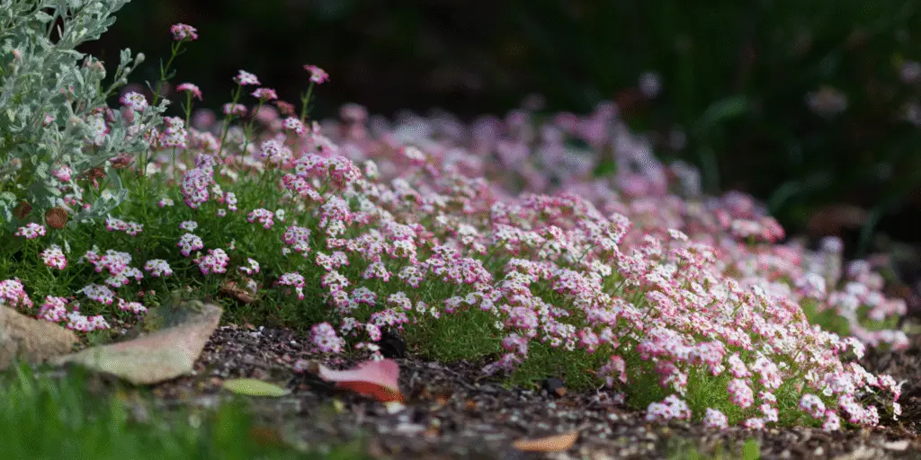 Sweet Alyssum (Lobularia maritima) ‘Rosie O’Day’