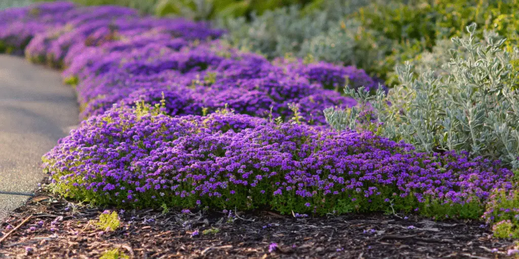 Sweet Alyssum (Lobularia maritima) ‘Royal Carpet’