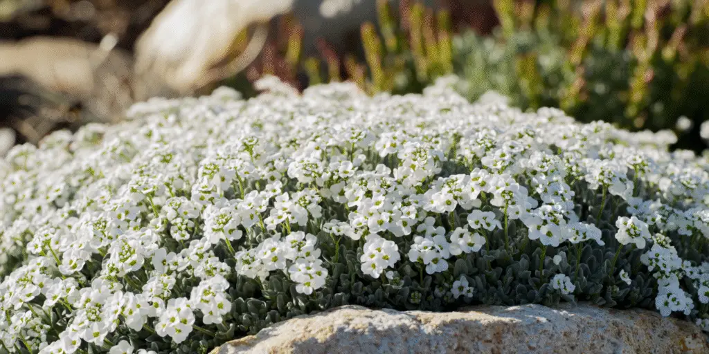 Sweet Alyssum (Lobularia maritima) ‘Snow Crystals’