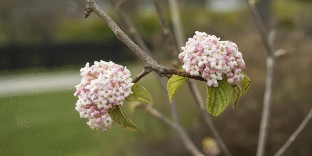 Viburnum carlesii